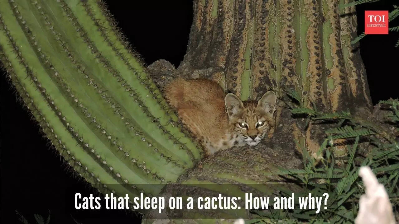 Bobcats sleep on cactus