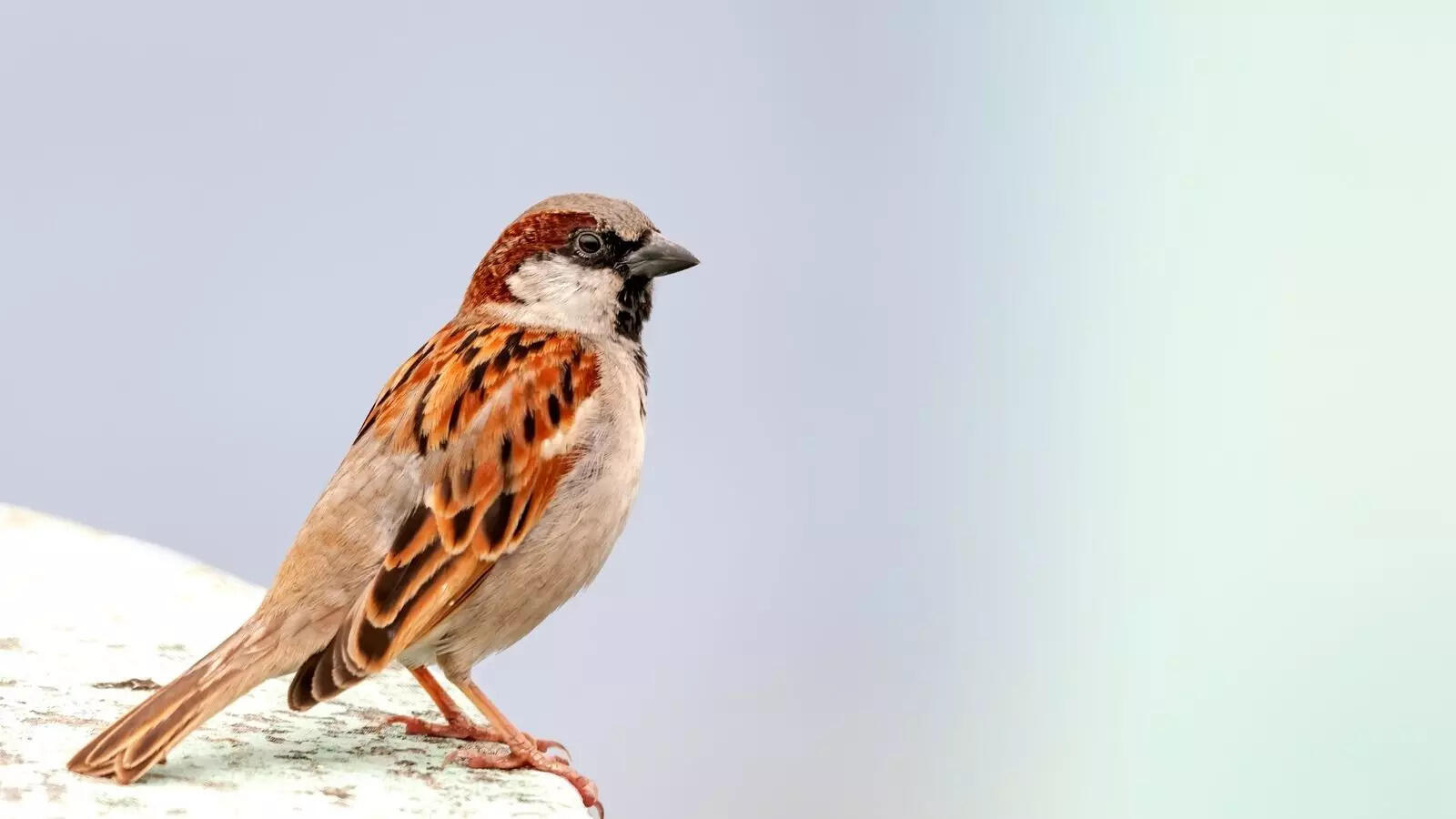 From villagers to judges– how Kerala stood together to save a tiny sparrow’s life