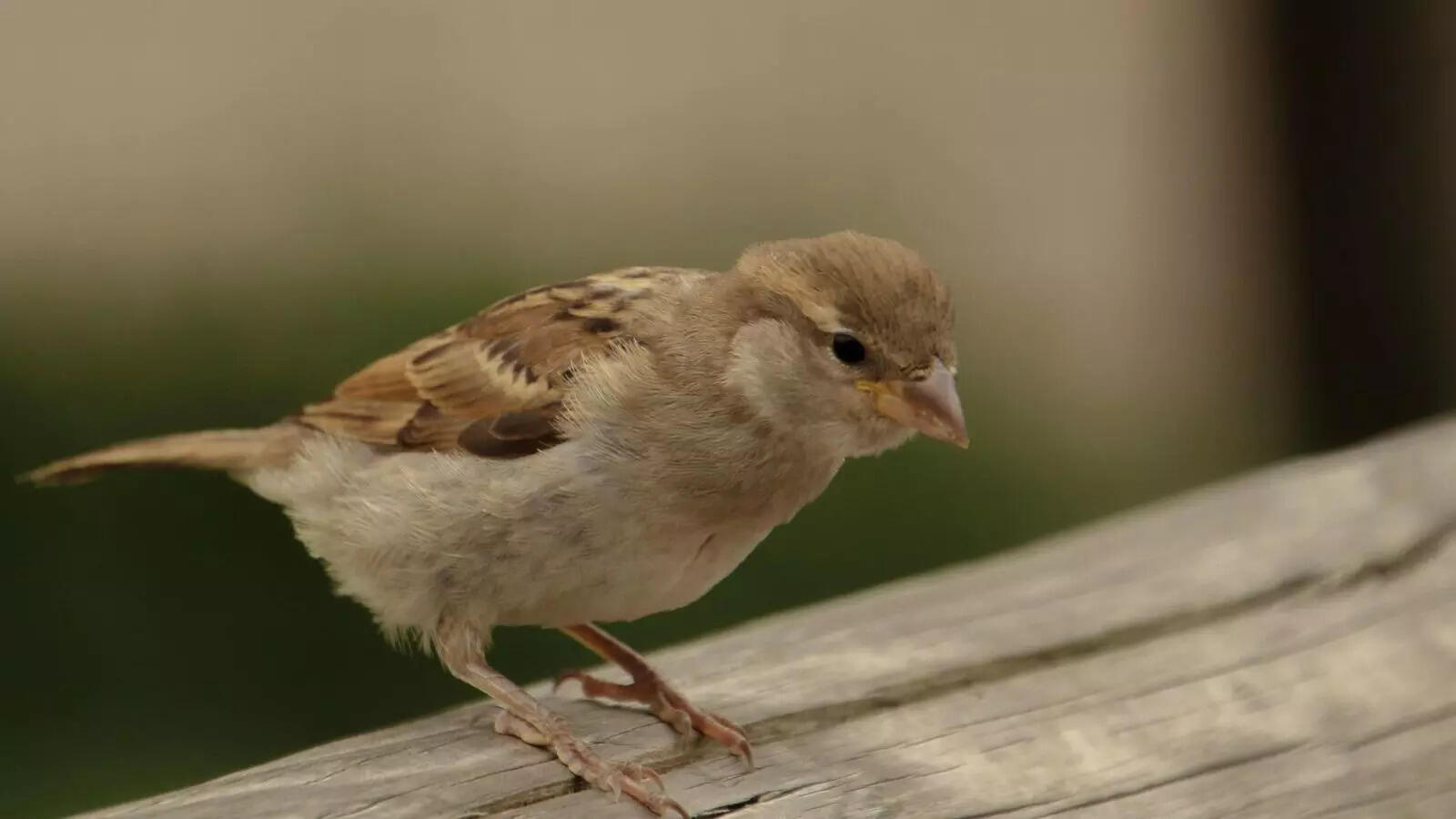 From villagers to judges– how Kerala stood together to save a tiny sparrow’s life