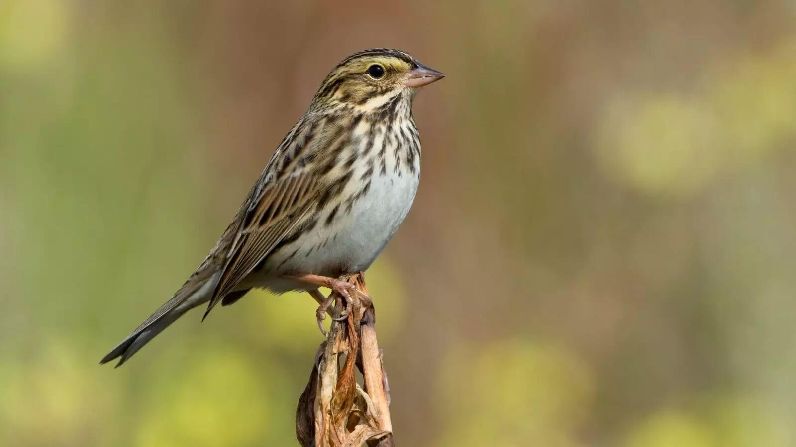 From villagers to judges– how Kerala stood together to save a tiny sparrow’s life