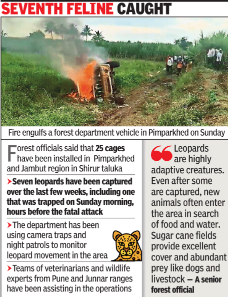 Leopard kills Pimparkhed teen