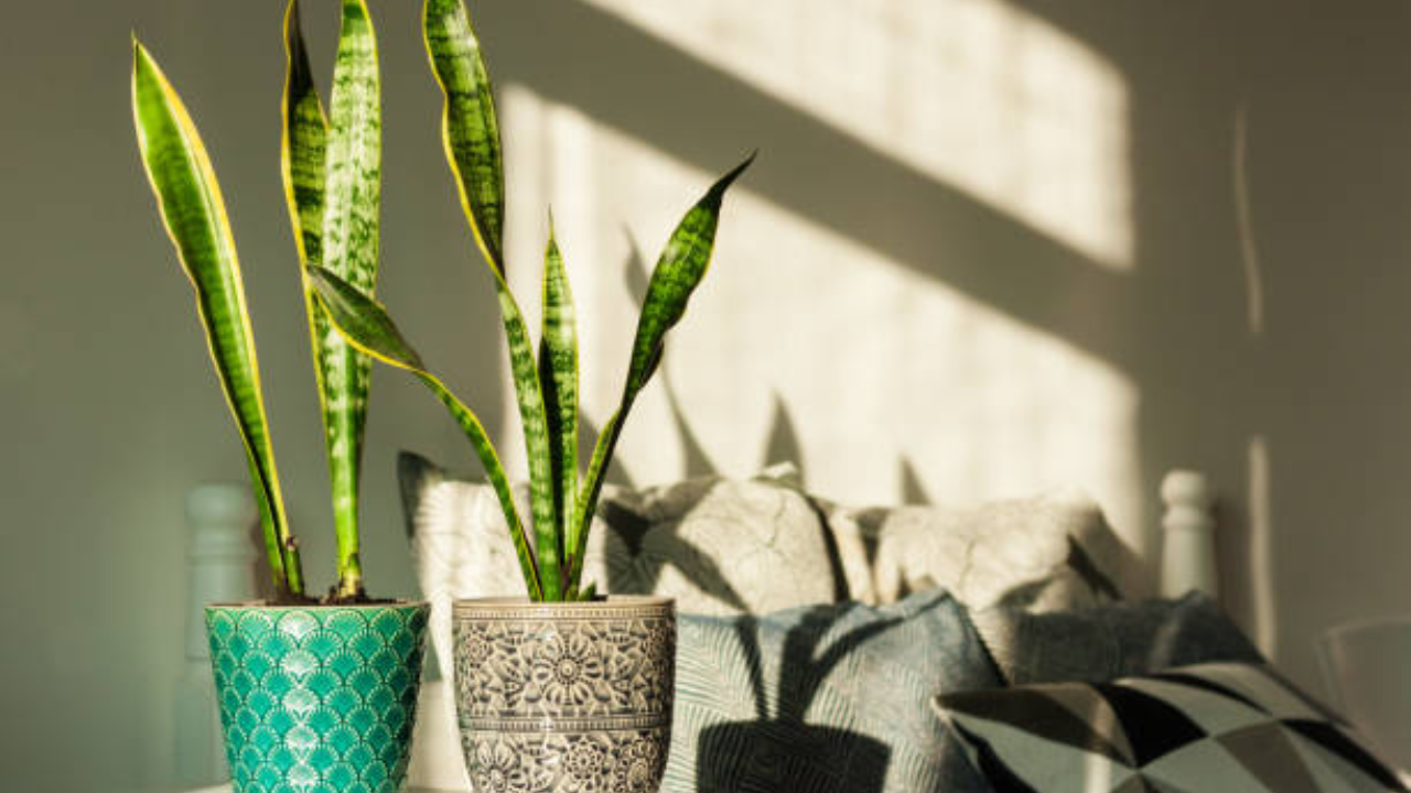 2. Snake plant (Sansevieria trifasciata, also called Mother-in-law’s Tongue)