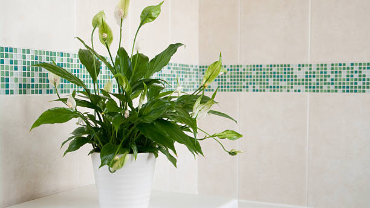 3. Peace Lily (Spathiphyllum)