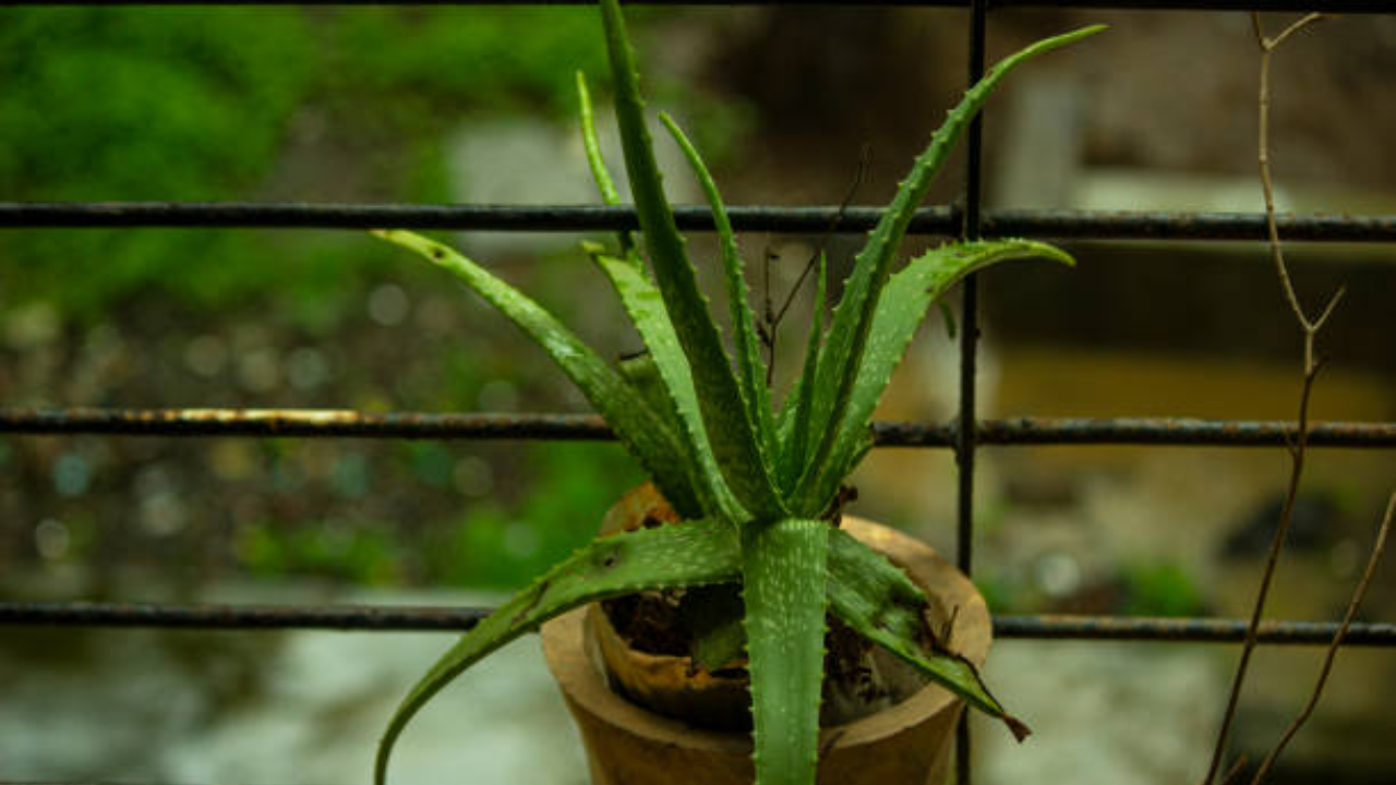 4. Aloe Vera (Aloe barbadensis)