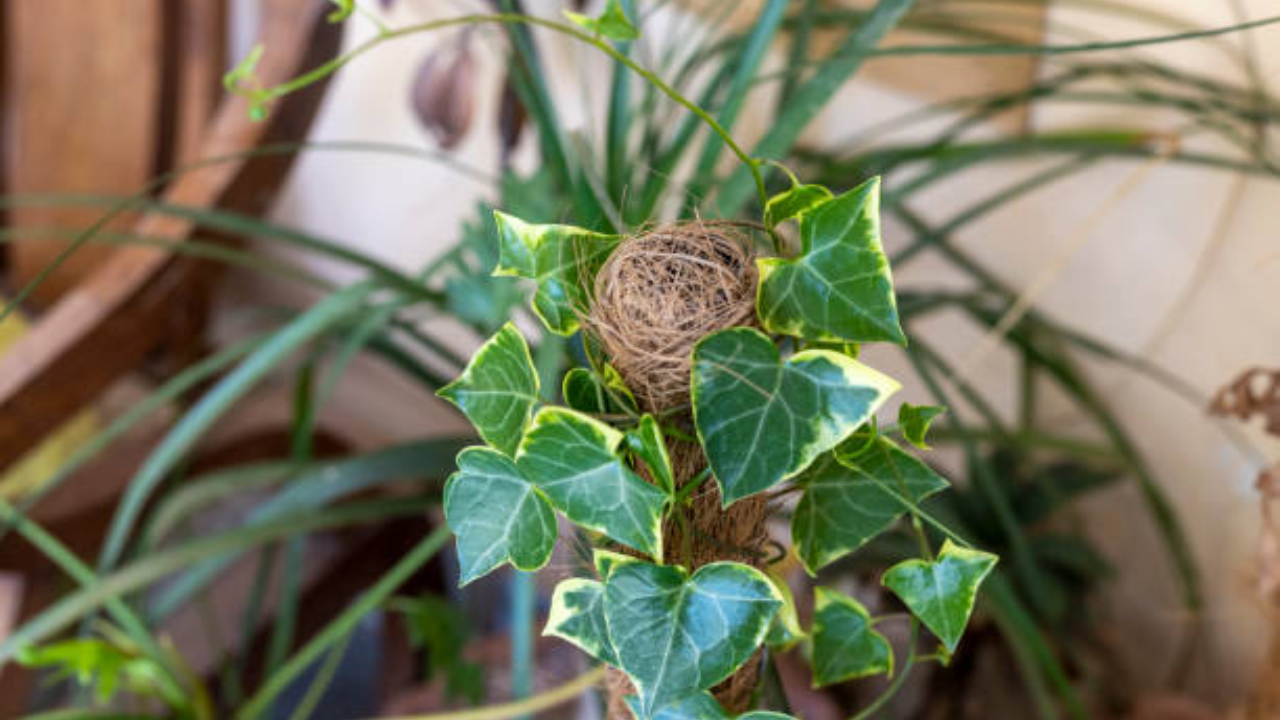 5. English Ivy (Hedera helix)