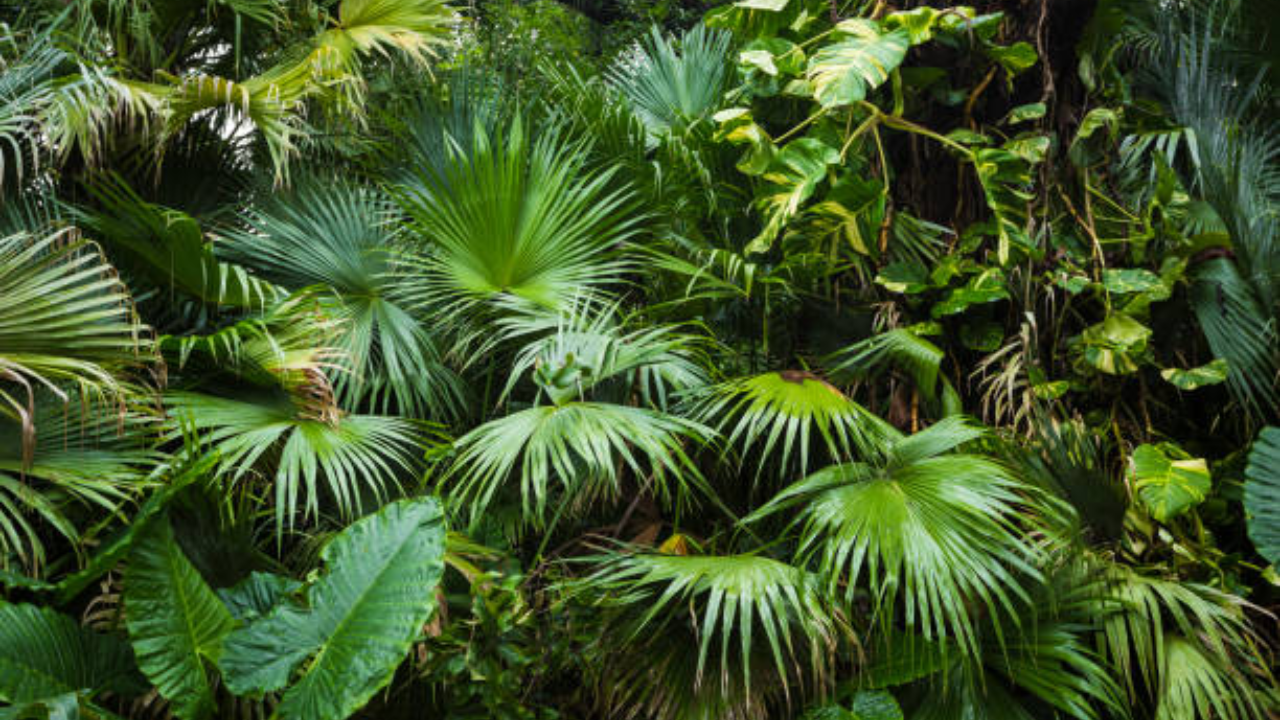 6. Areca Palm (Dypsis lutescens or Chrysalidocarpus lutescens)