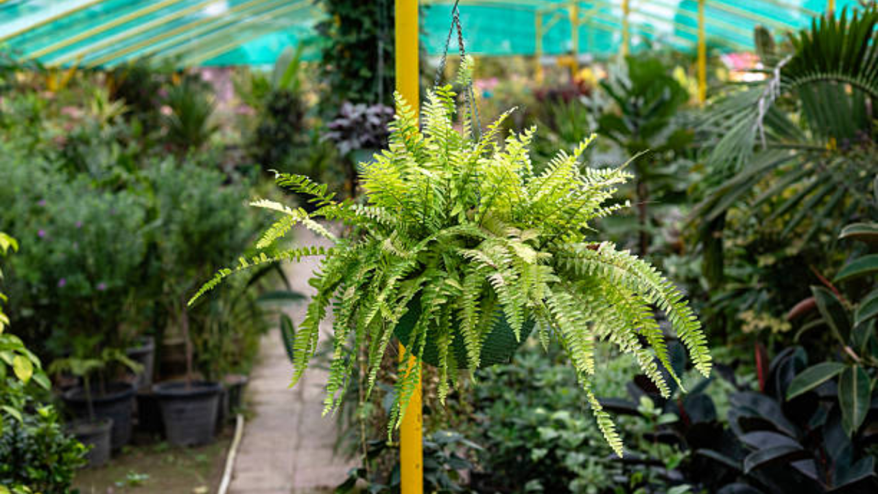 7. Boston Fern (Nephrolepis exaltata)