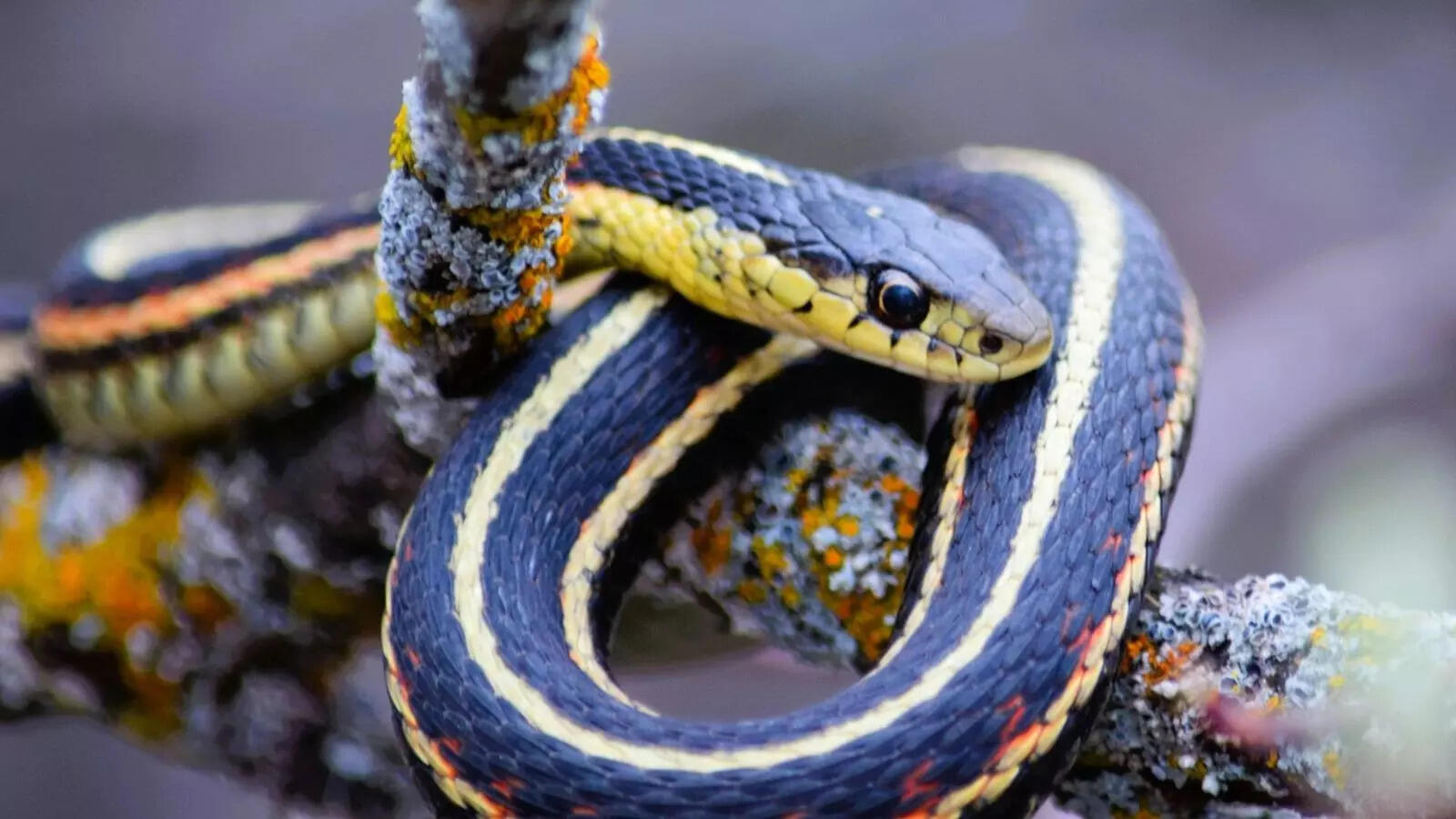 10 blue snakes around the world and why their colour is so unique
