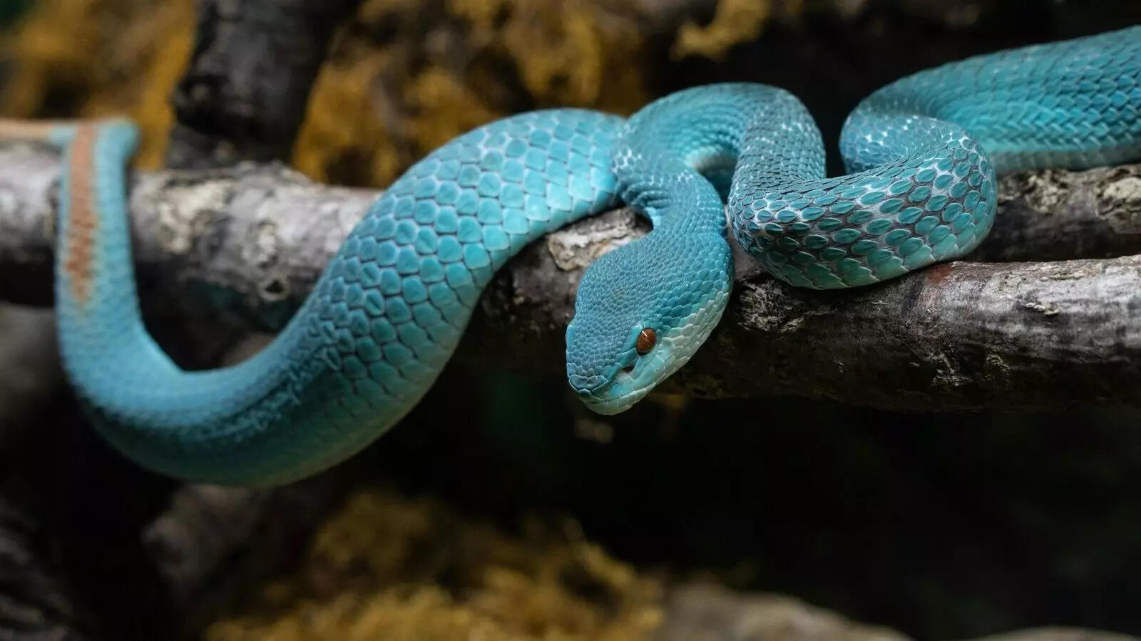 10 blue snakes around the world and why their colour is so unique