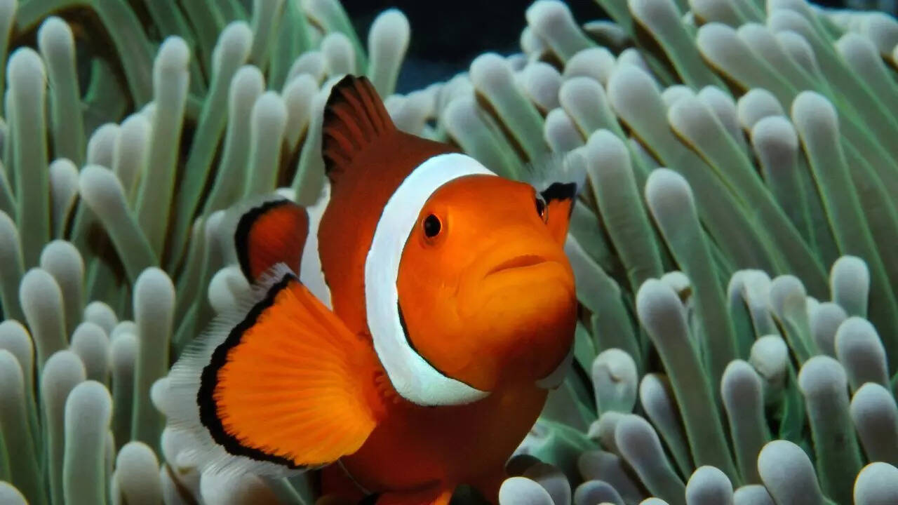Clownfish