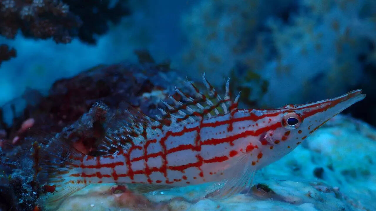 Hawkfish