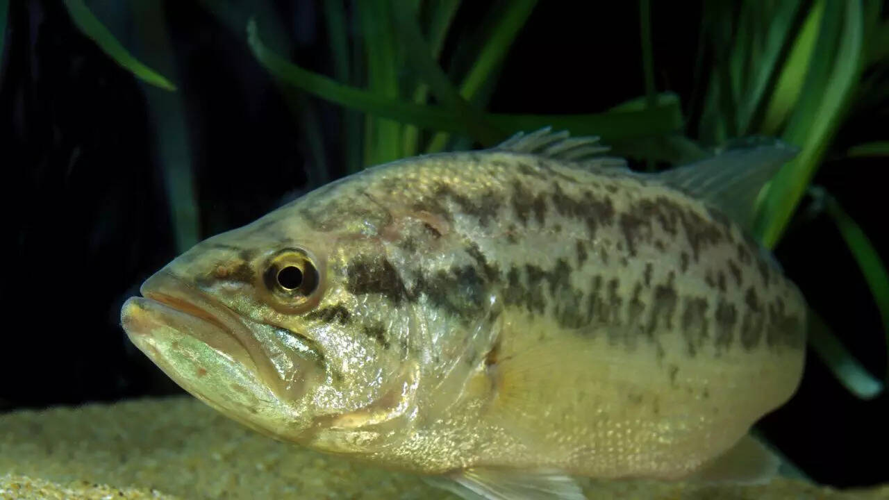 Black sea bass