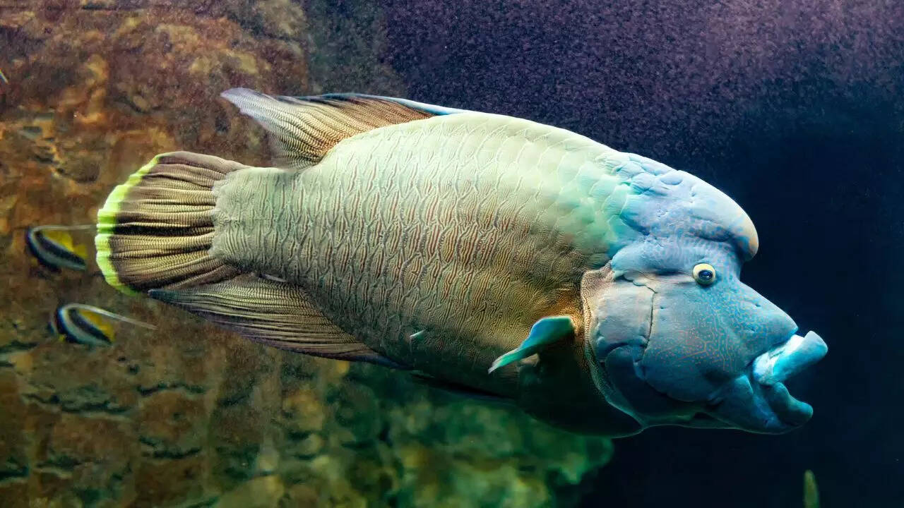 Humphead wrasse
