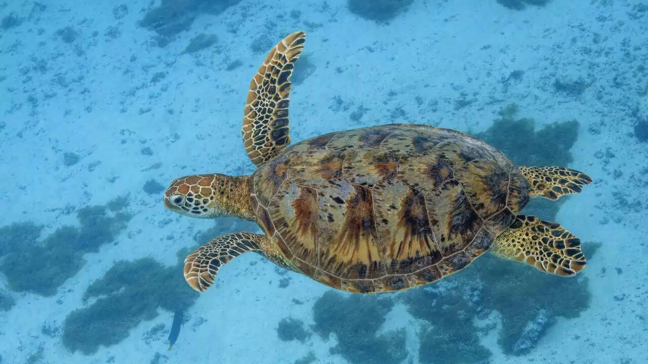 Green sea turtle