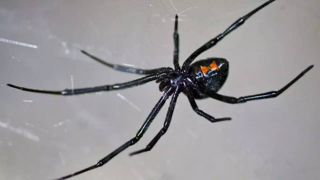 Female black widow spiders