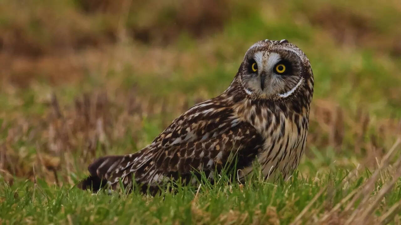 Short eared owl Short eared owl