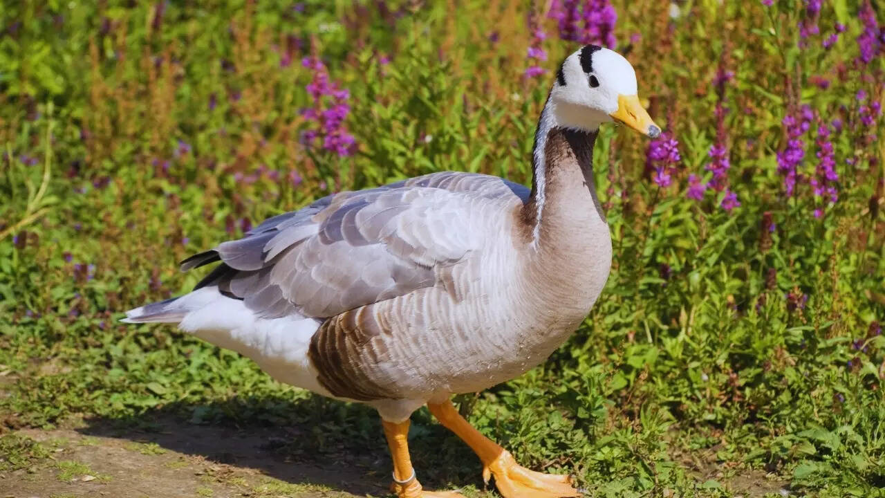 Bar-headed goose  Bar-headed Goose