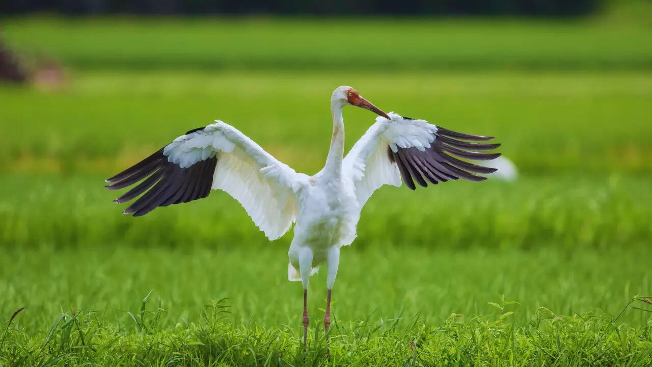 Siberian crane Siberian Crane