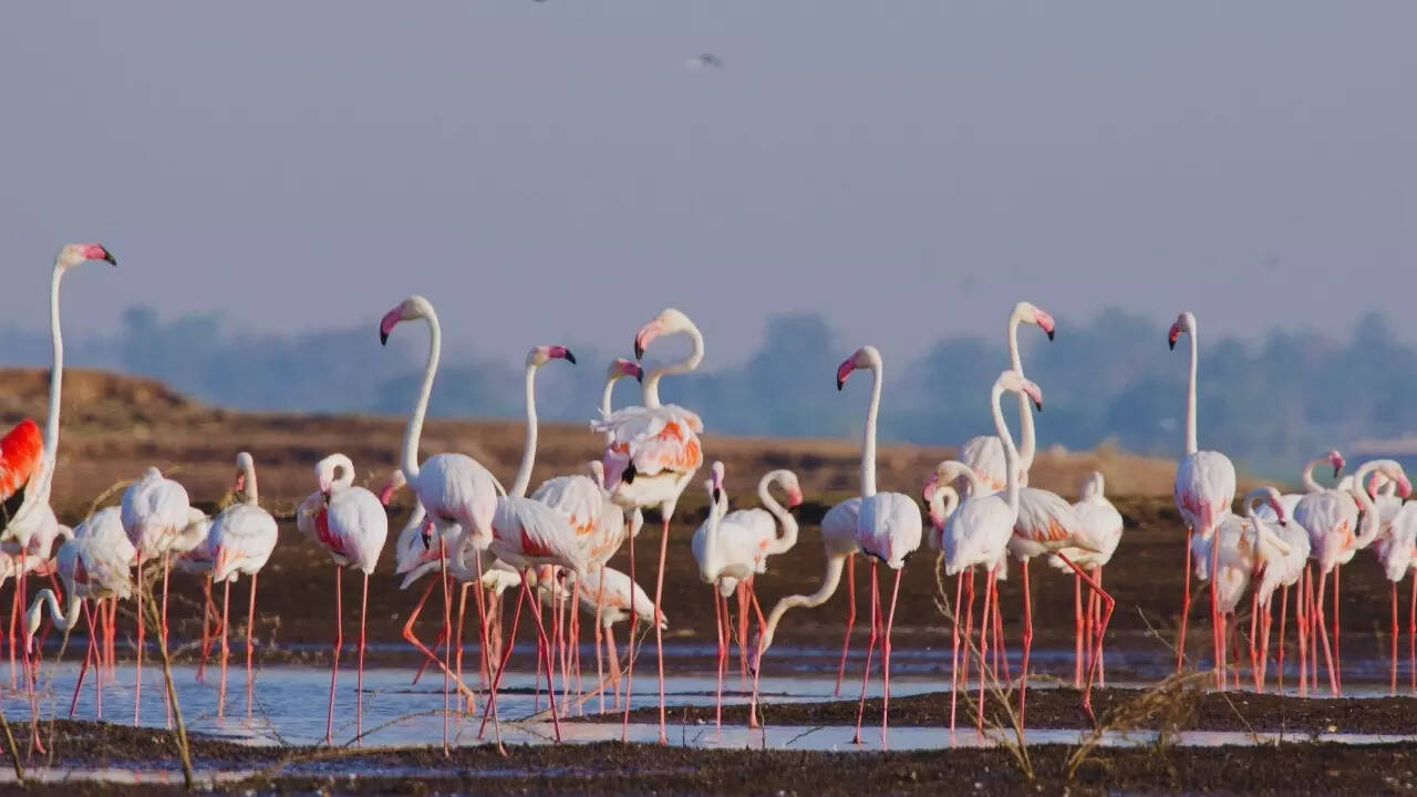 Greater flamingo Greater Flamingo