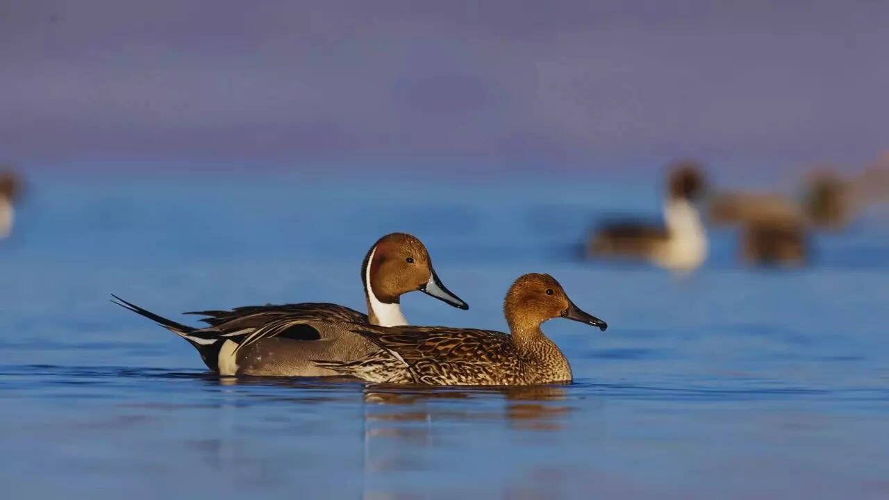 Northern pintail Northern Pintail