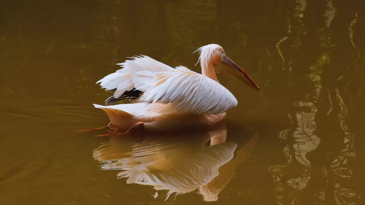Rosy pelican Rosy Pelican