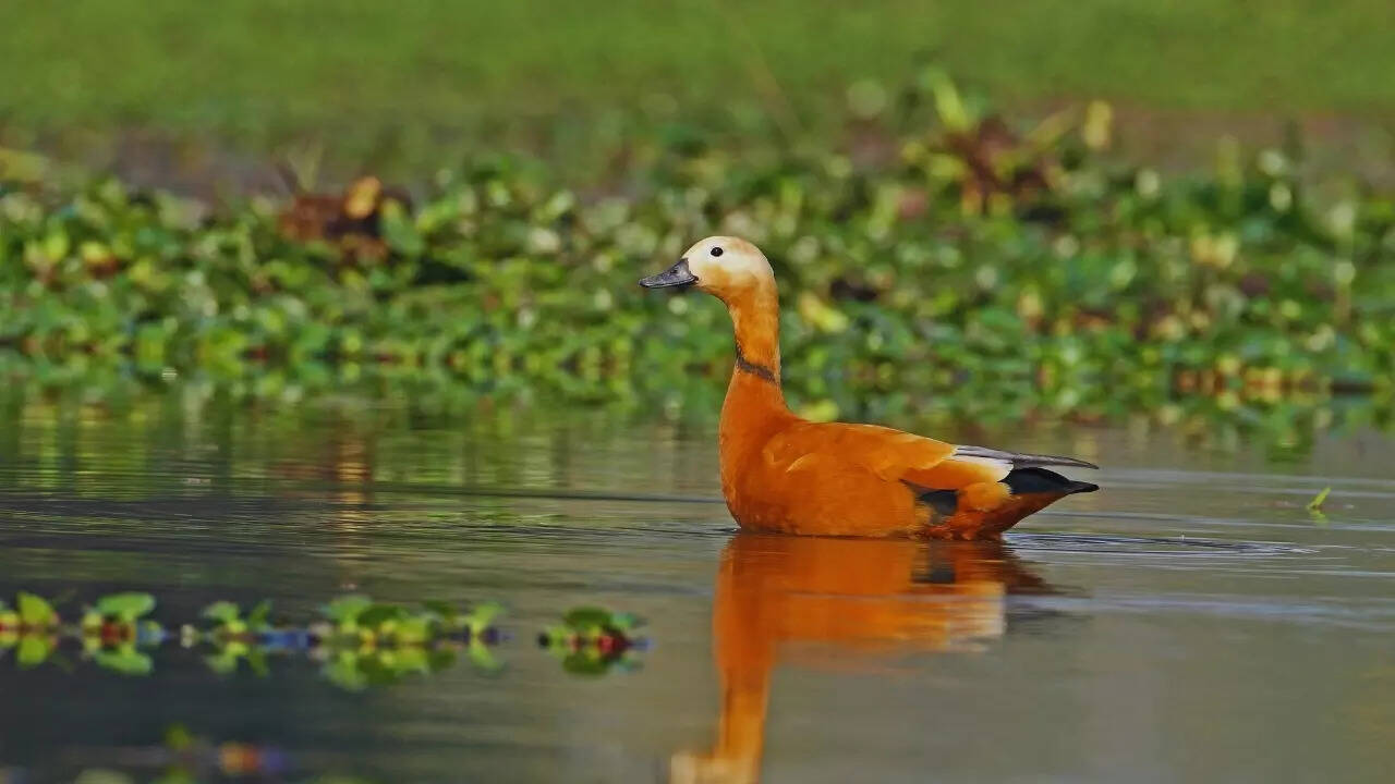 Ruddy shelduck Ruddy Shelduck