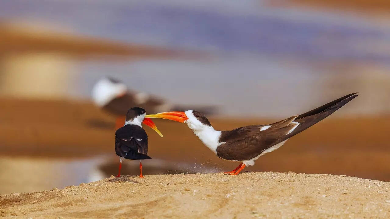 Indian skimmer Indian skimmer