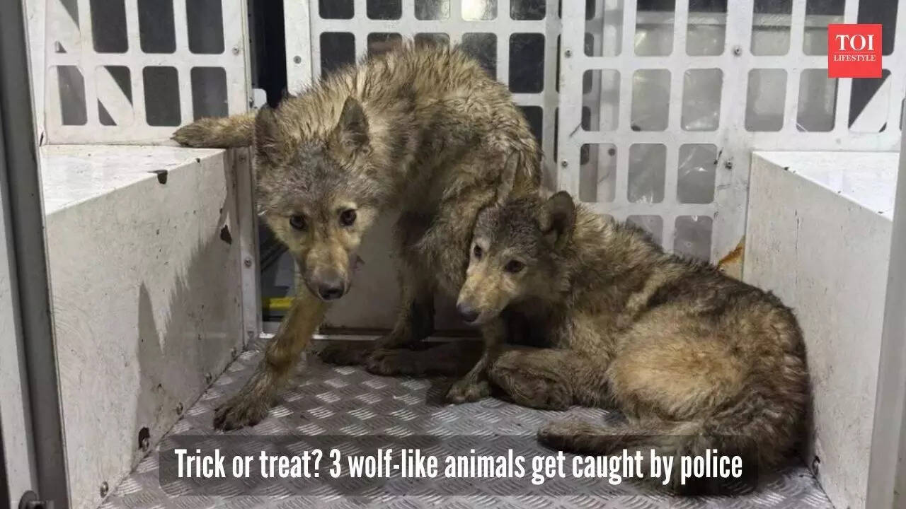 3 wolf-like animals get caught by police (Photo via Facebook) Trick or treat 3 wolf-like animals get caught by police