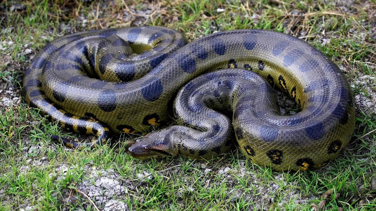  Which snake is bigger, more powerful, and likely to win a fight