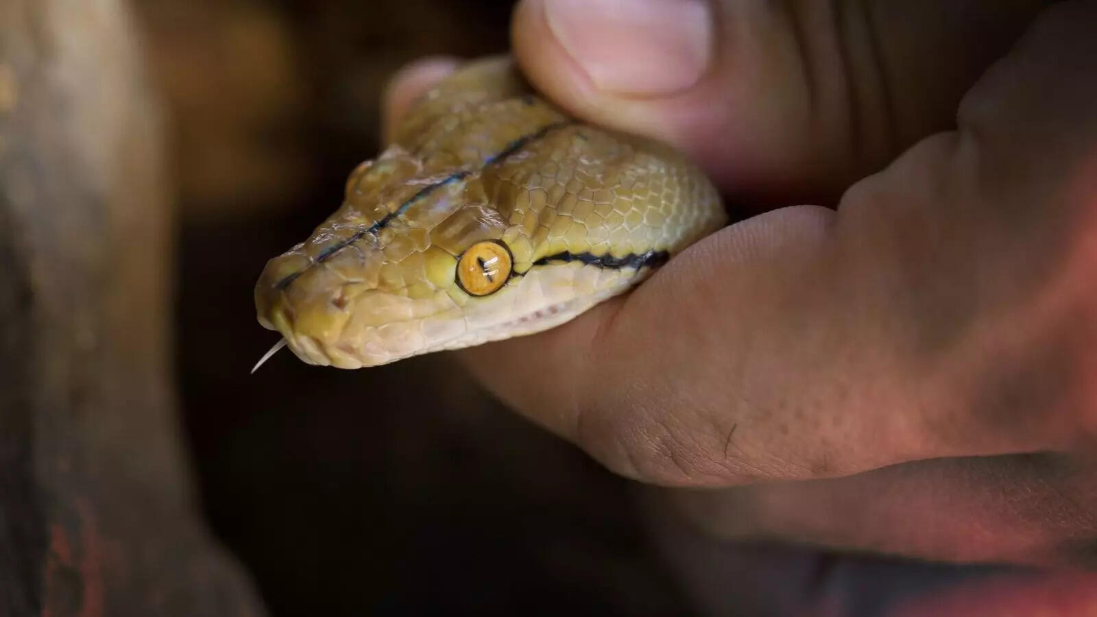  Which snake is bigger, more powerful, and likely to win a fight