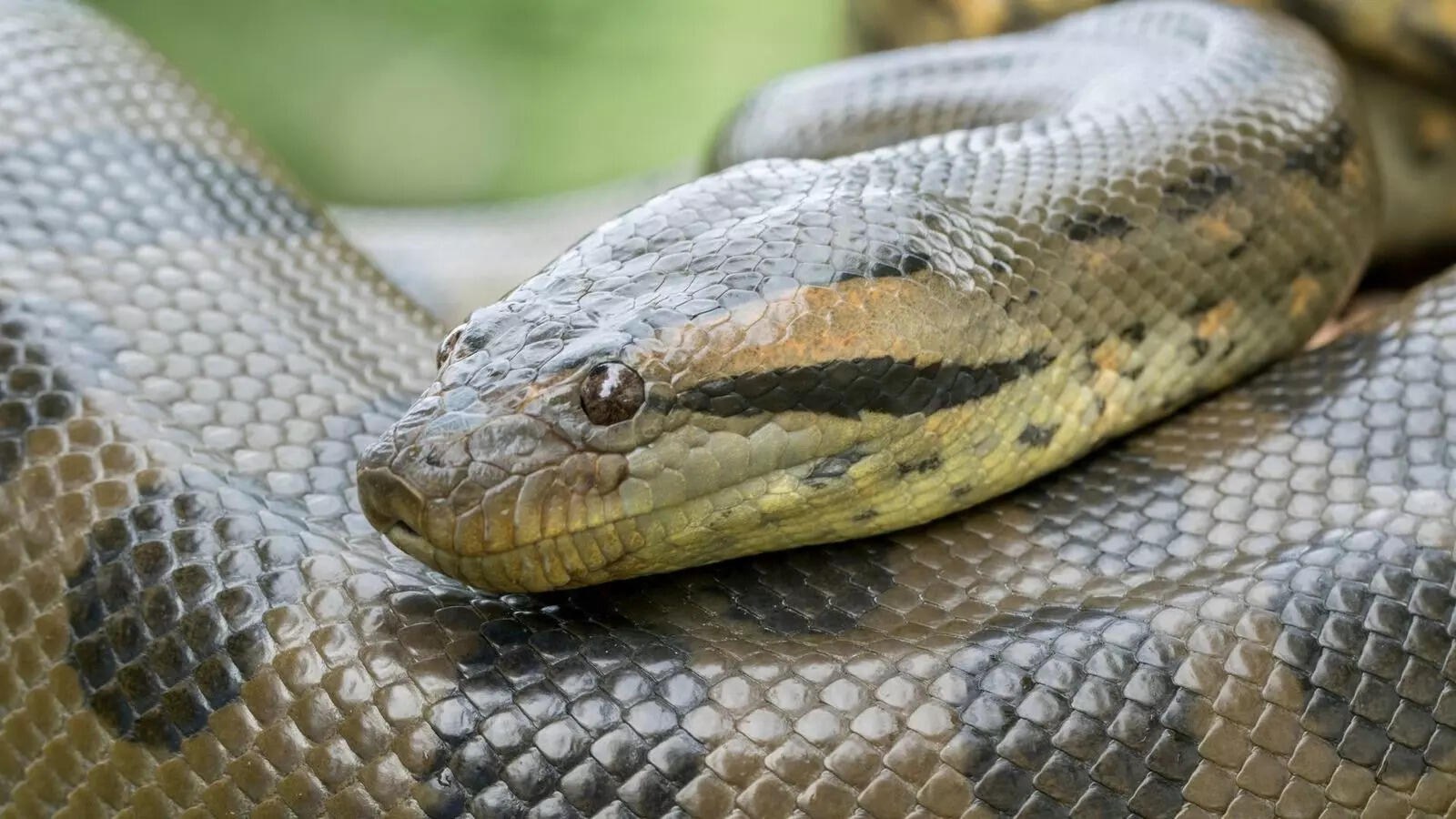  Which snake is bigger, more powerful, and likely to win a fight