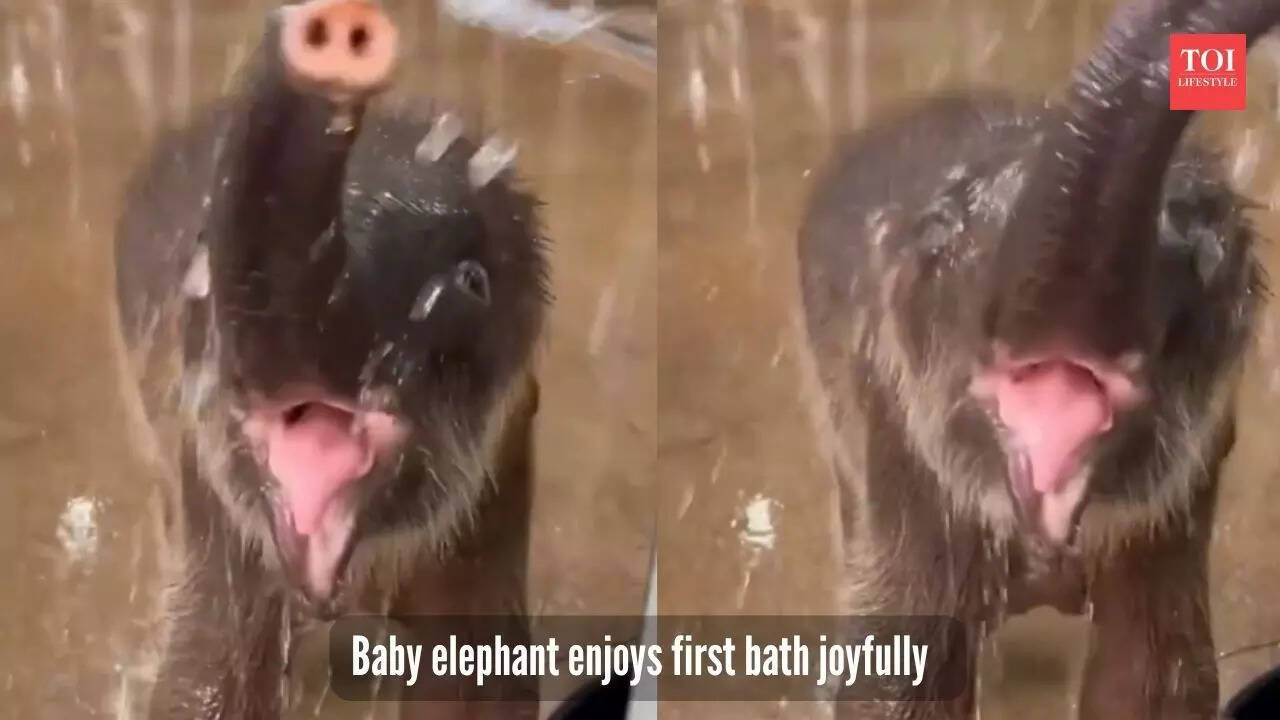 Baby elephant enjoys first bath joyfully Baby elephant enjoys first bath joyfully
