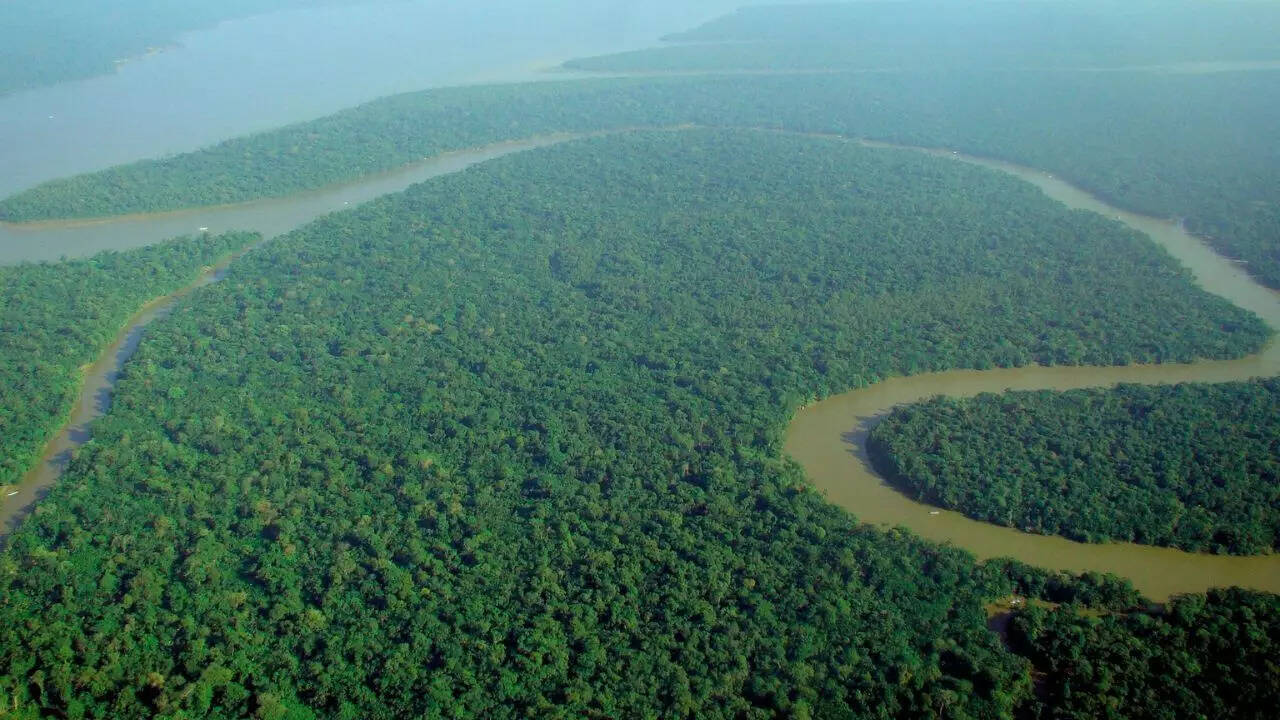 The Amazon Rainforest