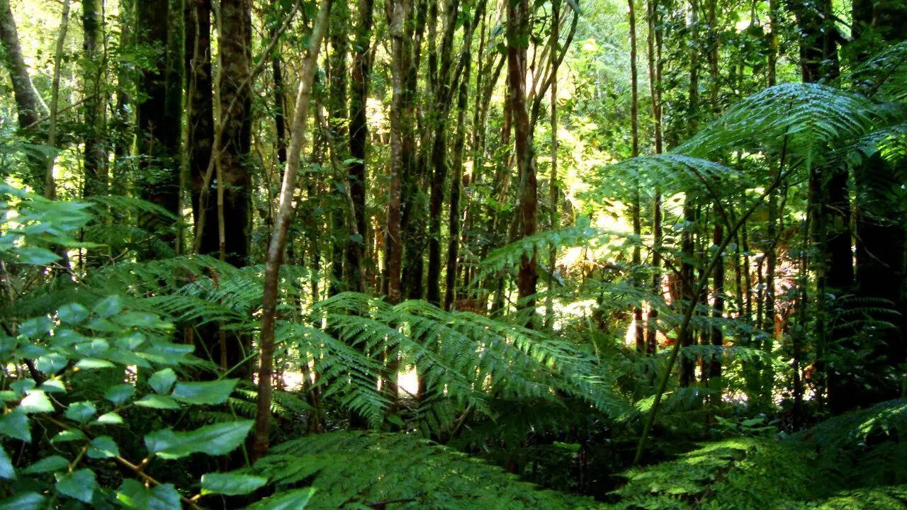The Valdivian Temperate Rainforest