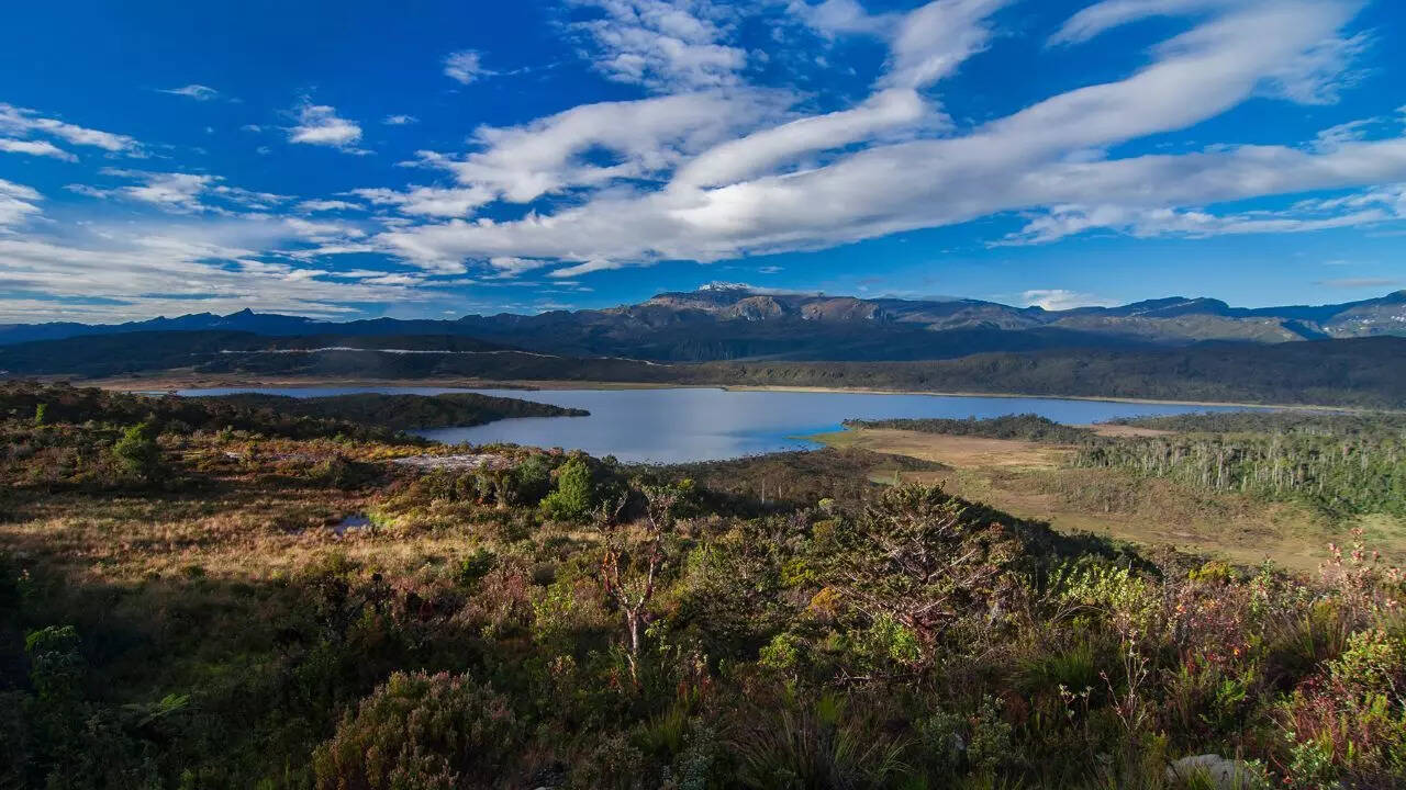 The New Guinea Rainforest