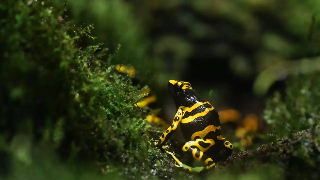 Why male poison dart frogs are among nature’s most dedicated dads