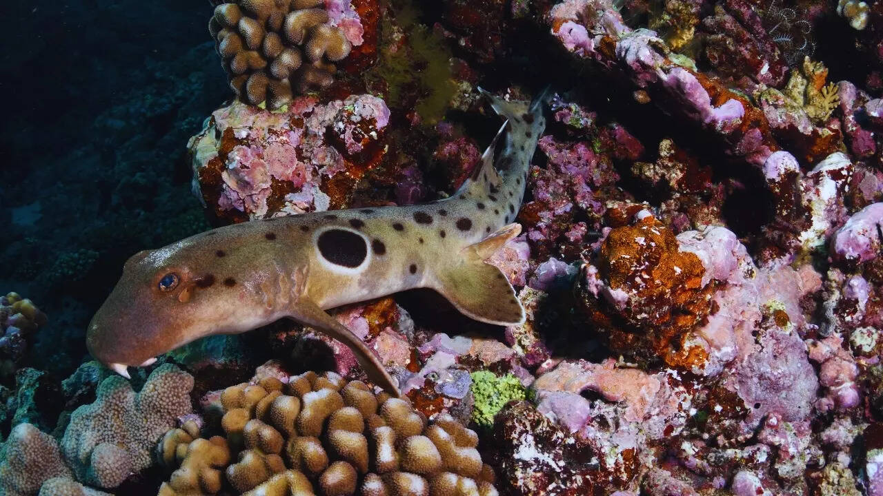 Marine life, Great Barrier Reef Marine life, Great Barrier Reef