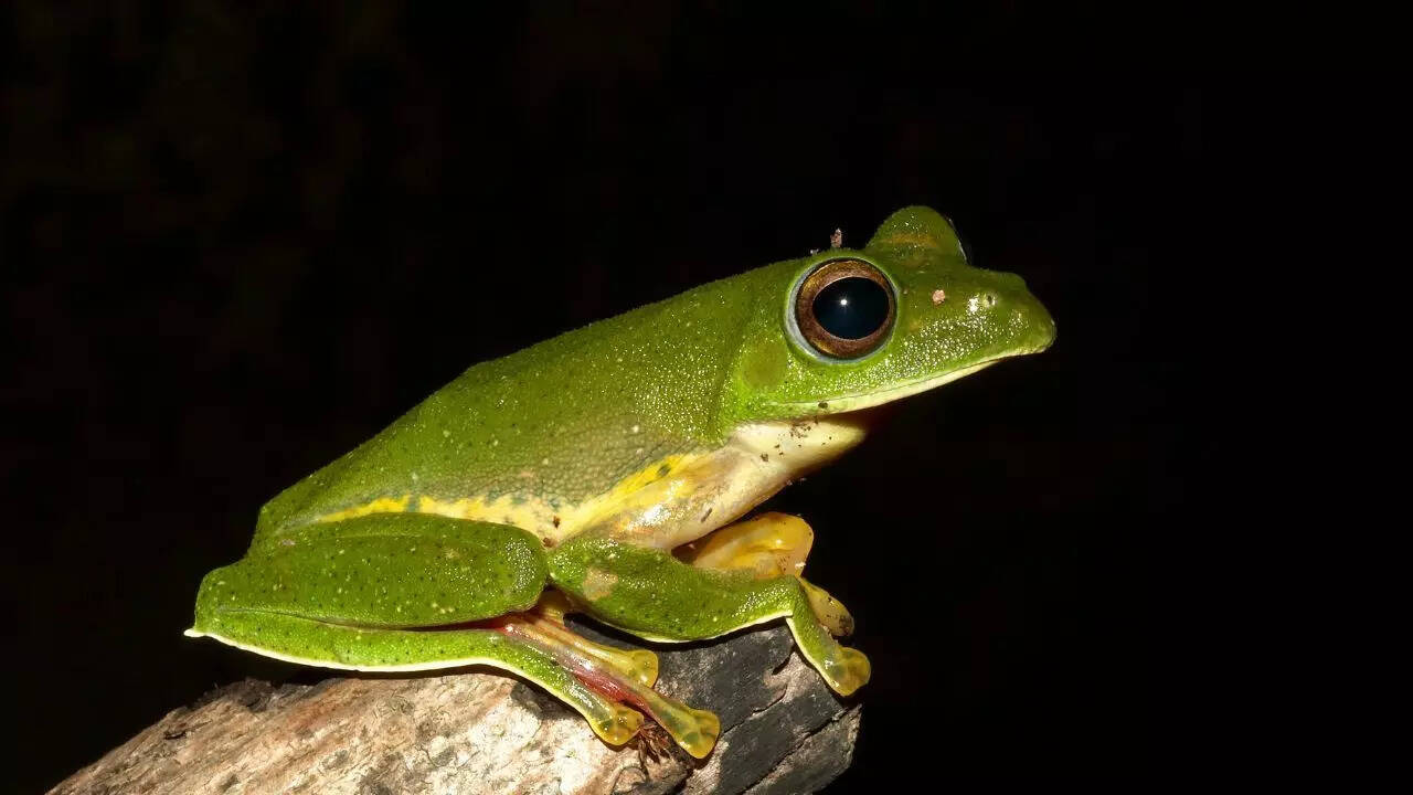Nature’s built-in landing system