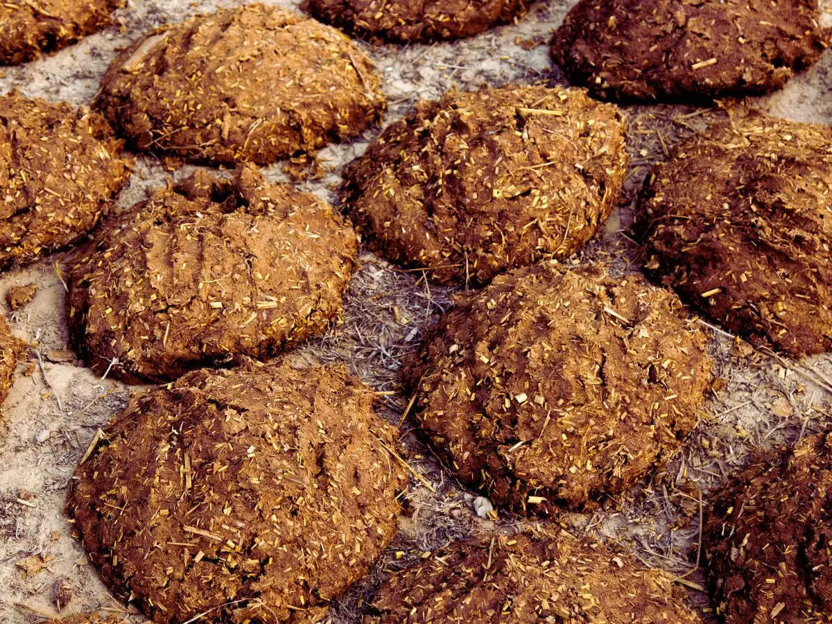 Cow dung cakes
