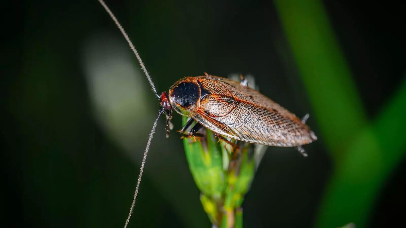 Why cockroaches keep coming back and how to finally get rid of them
