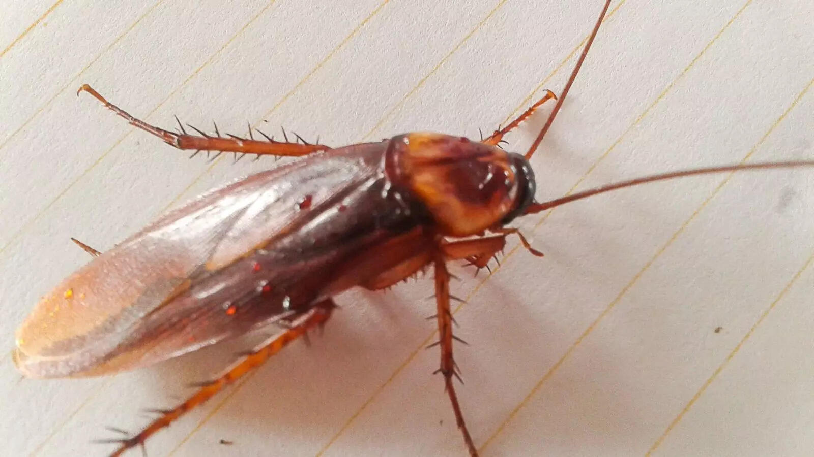 Why cockroaches keep coming back and how to finally get rid of them