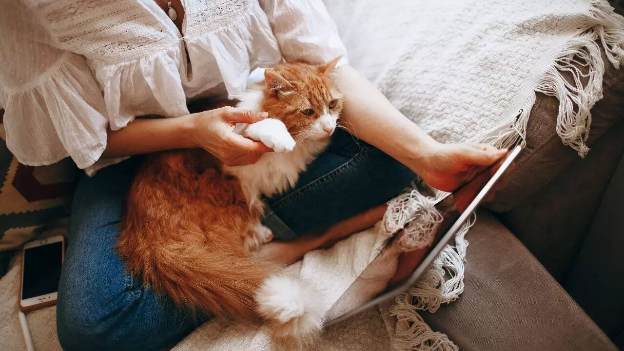 How your cat is copying your behaviour in daily life