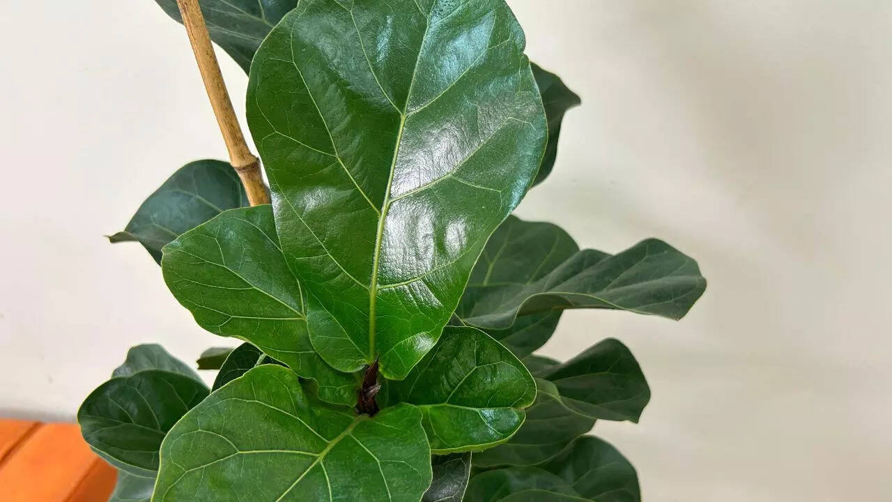 Ficus (Weeping Fig)