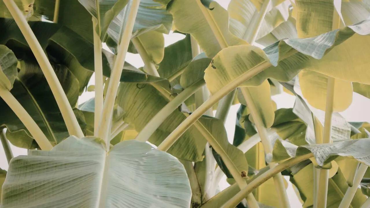 Large-leaved jungle plants