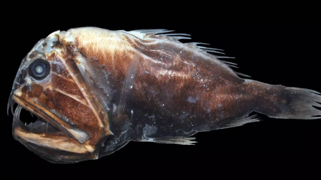 Common Fangtooth