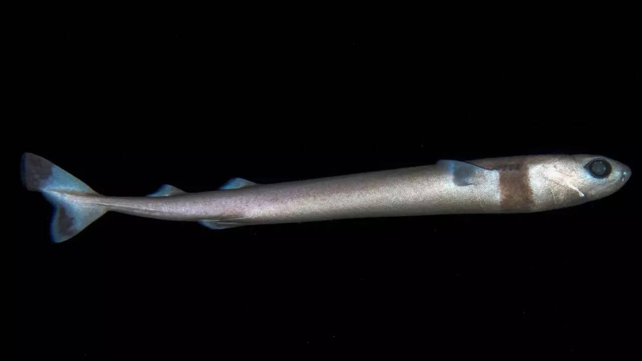 Cookiecutter Shark