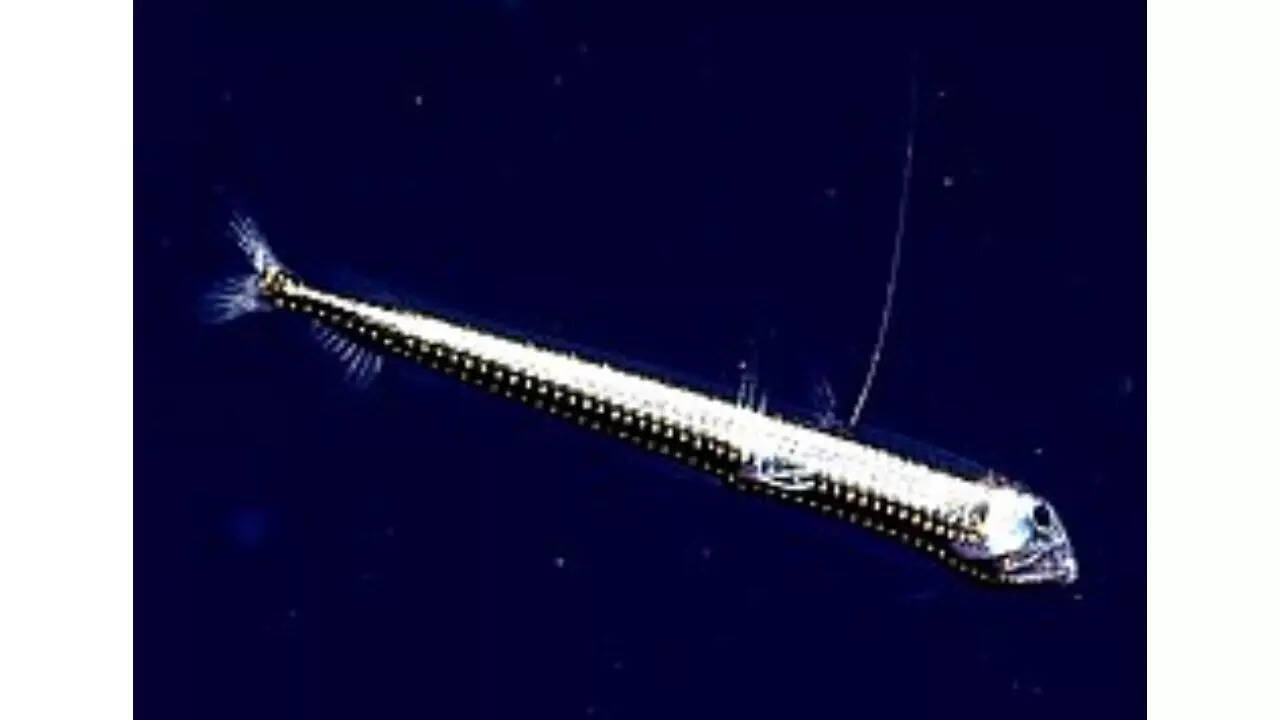 Viperfish