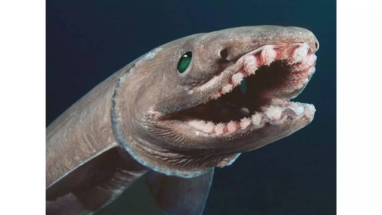 Frilled Shark