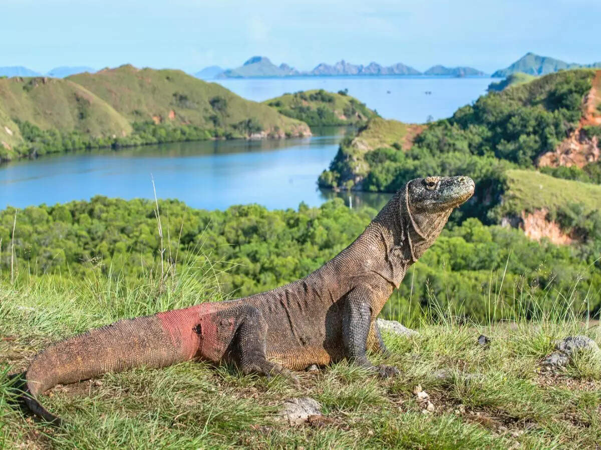 Komodo dragons