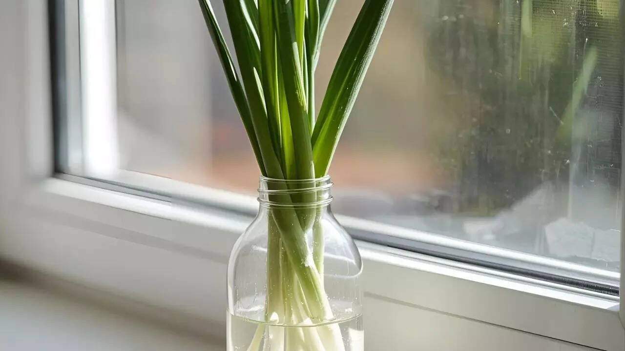 உயரமான கண்ணாடி தண்ணீர் முறையைப் பயன்படுத்தி வெங்காயத்தை சேமிப்பது எப்படி